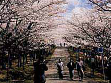 八幡丘公園